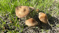 a group of brown mushrooms growing in the grass
