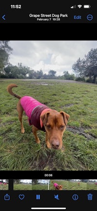 a picture of a dog in a pink jacket