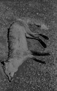 a dead fox lying on the ground in black and white