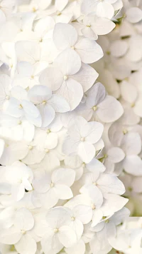 a close up of a bunch of white flowers
