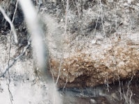 an image of a tree growing out of a rock