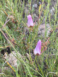 a purple flower is growing on a rock