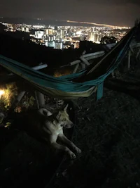 a dog laying in a hammock overlooking a city at night