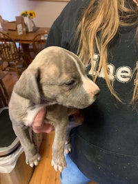 a woman is holding a small grey pit bull puppy