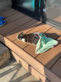a cat laying on a wooden deck