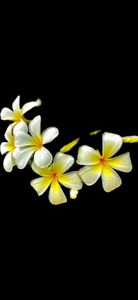 white and yellow flowers on a black background