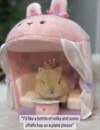 Cute Netherland dwarf baby bunny fawn color, bunny for sale