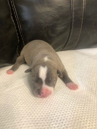 a small grey and white puppy sleeping on a couch
