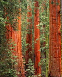 a forest of redwood trees in yosemite national park