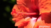 a close up of an orange hibiscus flower