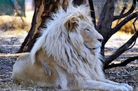 a white lion is sitting in a zoo enclosure