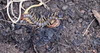 a centipede crawling on the ground