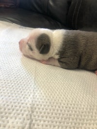 a small puppy is laying on top of a blanket
