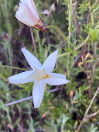 a white flower is growing in the grass