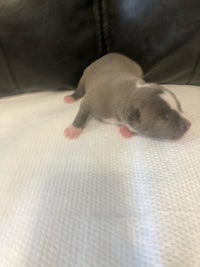 a grey and white puppy laying on top of a couch
