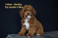 father bernley toy poodle