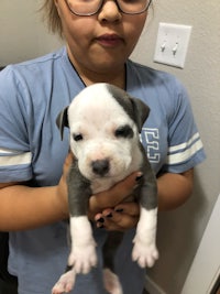 a girl holding a small white and blue pit bull puppy