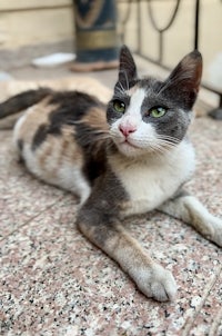 a calico cat laying on a stone floor