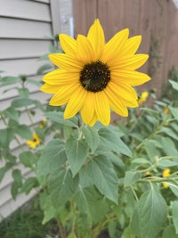 a sunflower with a bee on it in front of a house