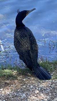 a black bird sitting on the ground next to a body of water