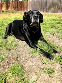 a black dog laying on the grass in front of a fence