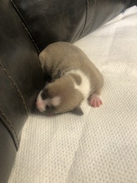 a small brown and white puppy sleeping on a leather couch