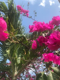 a bunch of pink flowers on a tree