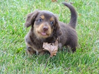 a brown and tan puppy is playing in the grass