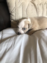 a white and brown puppy laying on top of a pillow