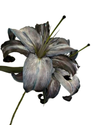 an image of a lily on a black background