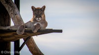 a mountain lion laying on top of a wooden deck