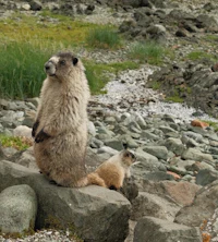 two marmots standing on rocks near a body of water