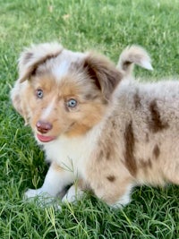 a brown and white puppy is standing in the grass