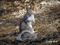 a gray squirrel is standing on the ground