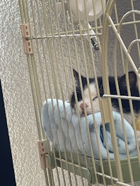 a black and white cat sleeping in a cage