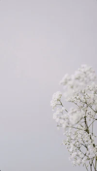 white flowers in a vase against a cloudy sky