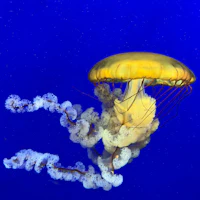 a jellyfish swimming in the ocean
