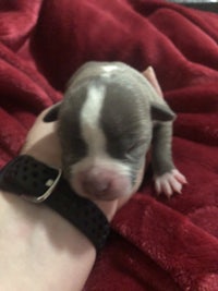 a small grey and white puppy on a person's wrist