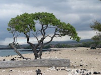 a lone tree on a rocky beach