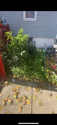 a yard with some leaves and a rake