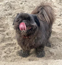 a black dog with its tongue sticking out of the sand