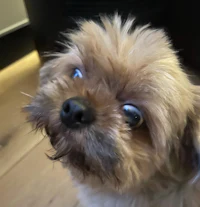 a small brown dog with blue eyes looking at the camera