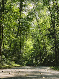 a road surrounded by trees in a wooded area