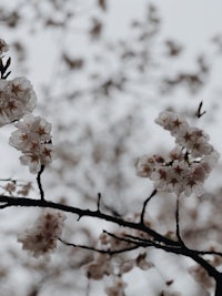 cherry blossoms on a branch against a cloudy sky