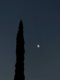 a silhouette of a cypress tree with the moon behind it