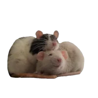 two black and white rats laying on top of each other