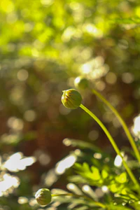 a close up of a flower