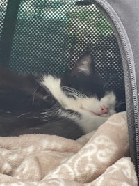 a black and white cat sleeping in a carrier