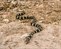 a black and yellow snake laying on the ground