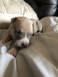 a small puppy laying on top of a couch